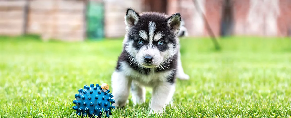 Husky　小　三段 | HUSKY ハスキー３段 #1033 分離型三脚 脚のみ 太ネジタイプ